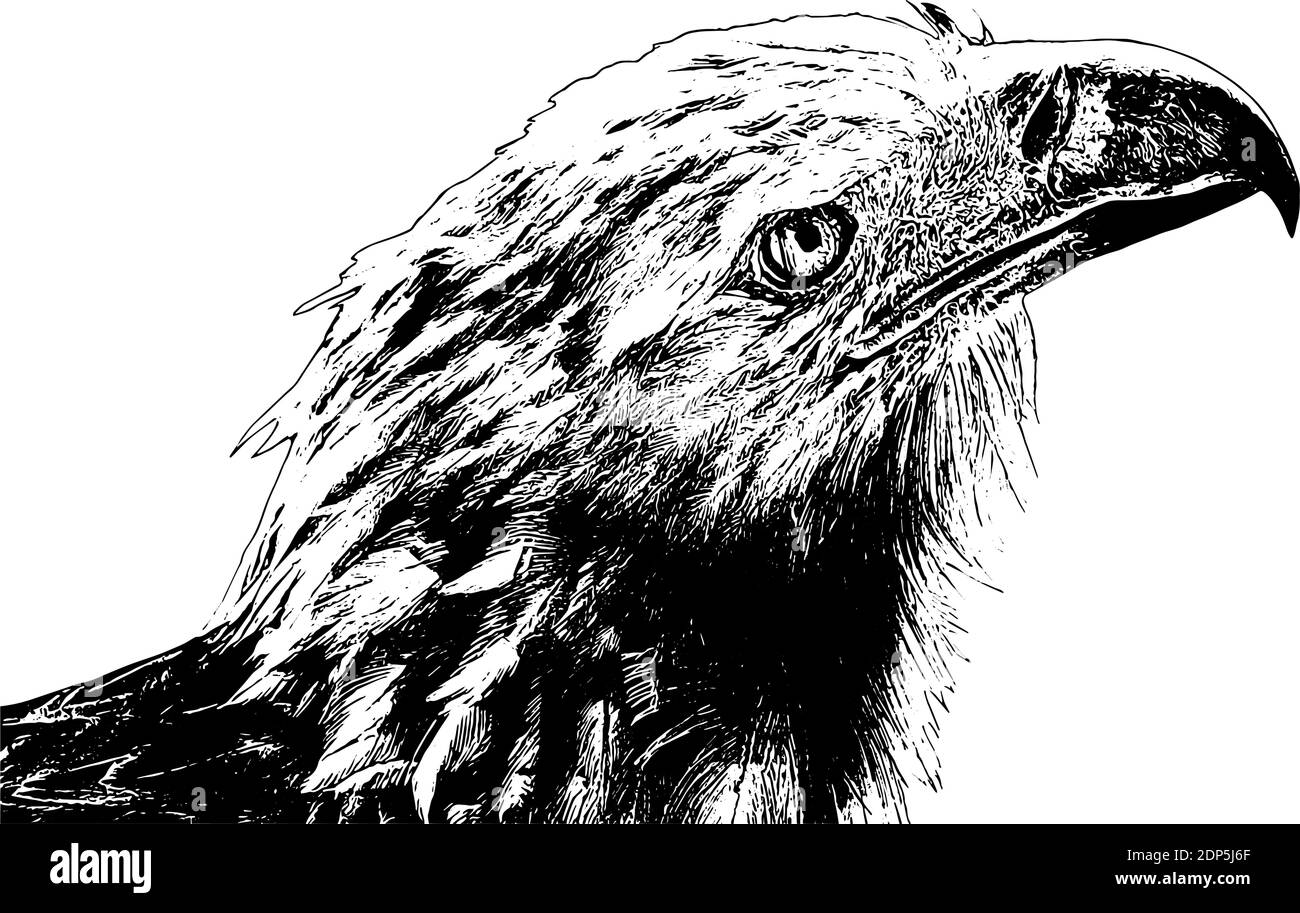Vektorgrafik American bald Eagle Stock Vektor