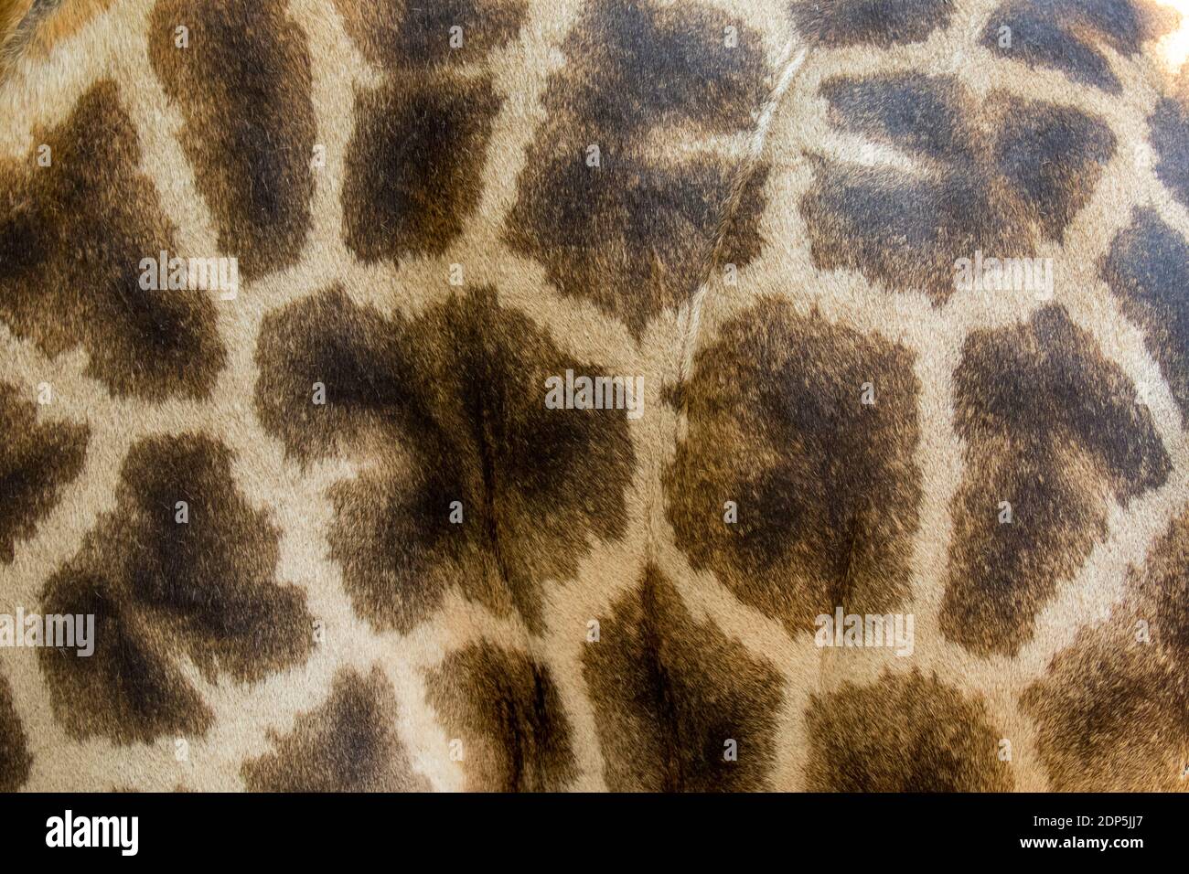 Echtes Leder Haut von Giraffe mit hellen und dunklen braunen Flecken. Stockfoto