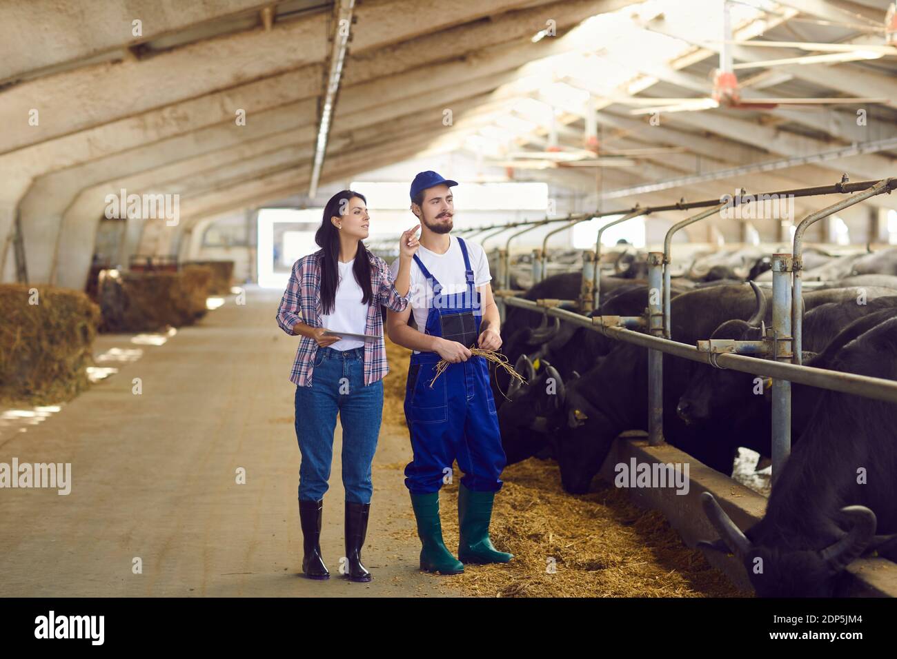 Junge positive Frau und Mann Bauern oder Landarbeiter in Gummi Stiefel stehen und Kontrolle Bullen Stände Stockfoto
