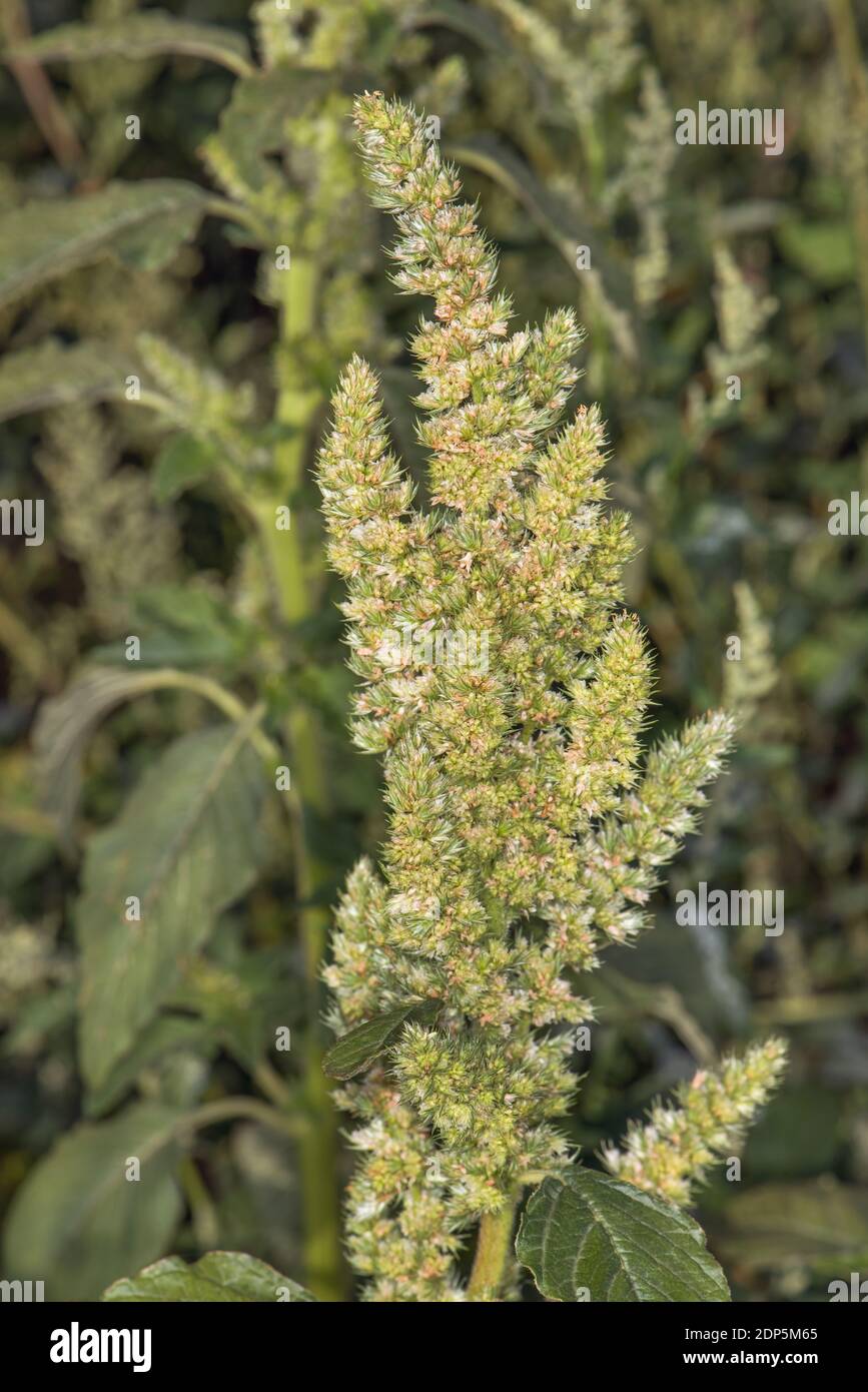 Ein einjähriges Kraut, eine Art der Gattung Shiritsa (Amaranthus) der Familie Amaranth. Stockfoto