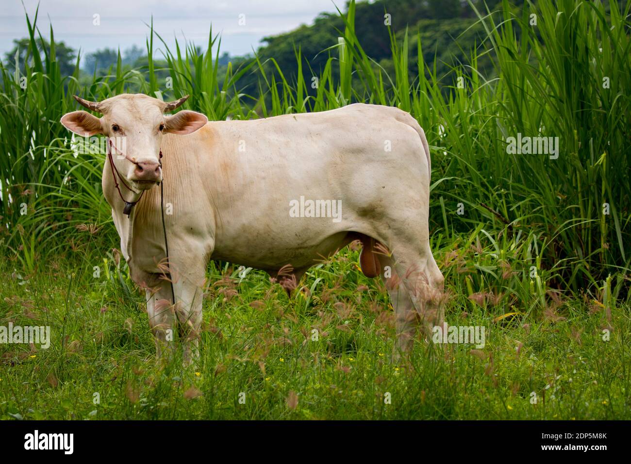 Bild der weißen Kuh auf Natur Hintergrund. Tierzucht Stockfoto