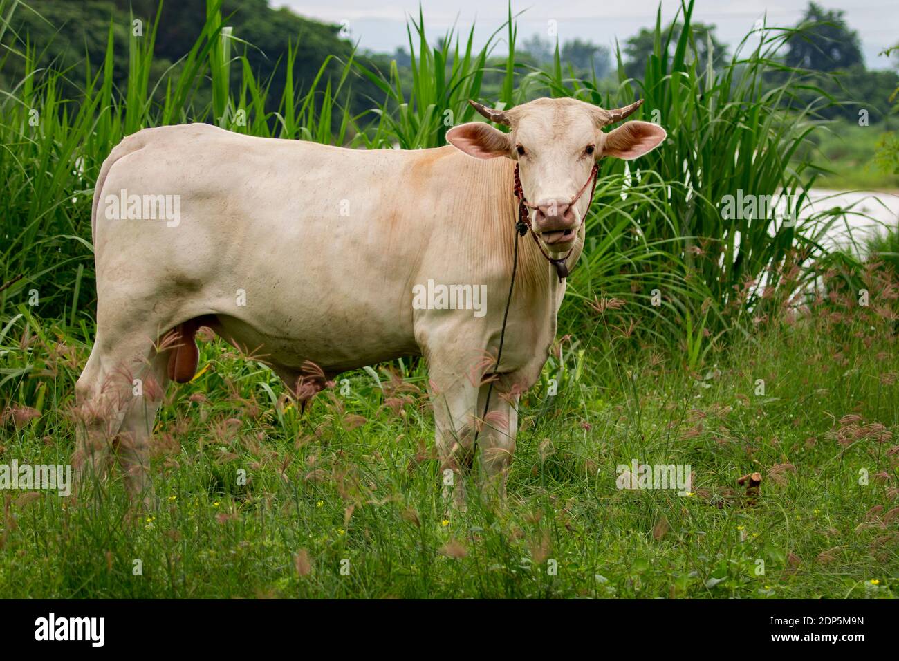 Bild der weißen Kuh auf Natur Hintergrund. Tierzucht Stockfoto