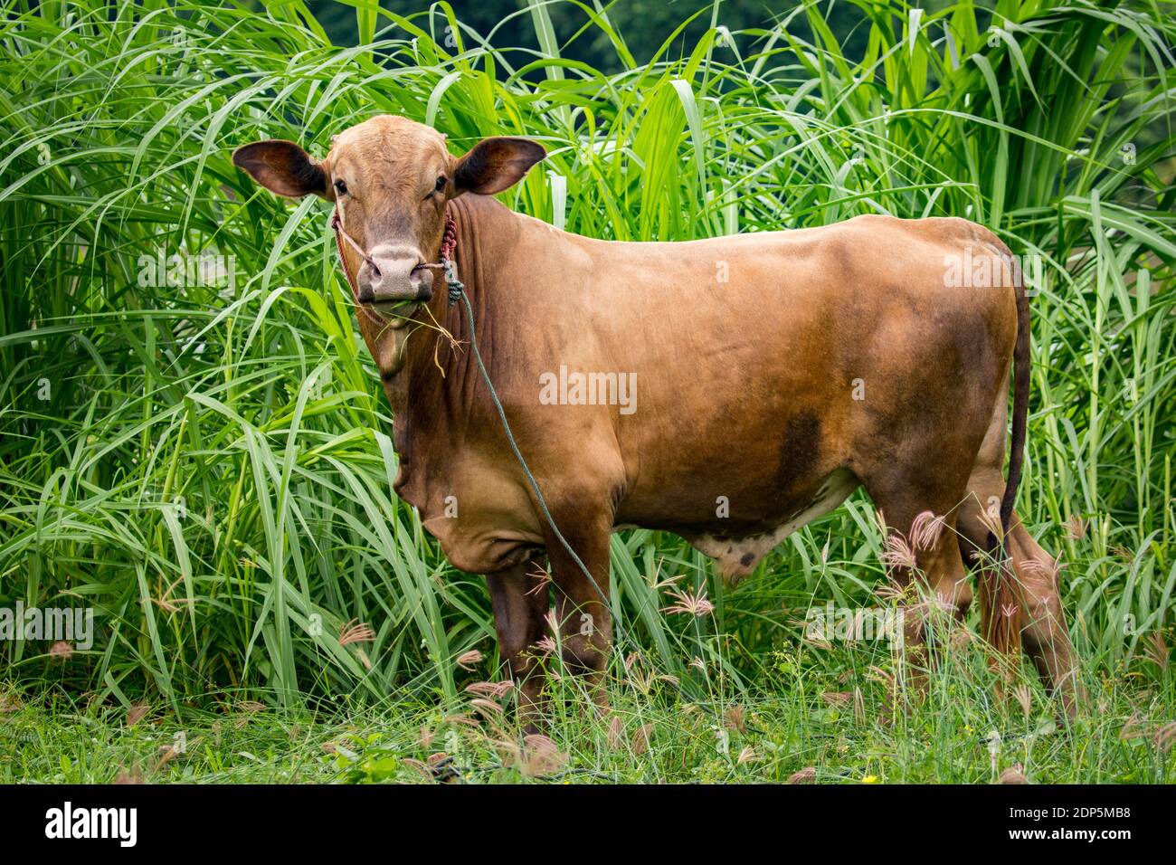 Bild der braunen Kuh auf Natur Hintergrund. Tierzucht Stockfoto