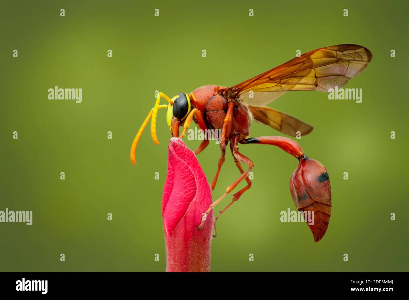 Bild von Töpferwespe (Delta sp, Eumeninae) auf Blume. Insektentier Stockfoto