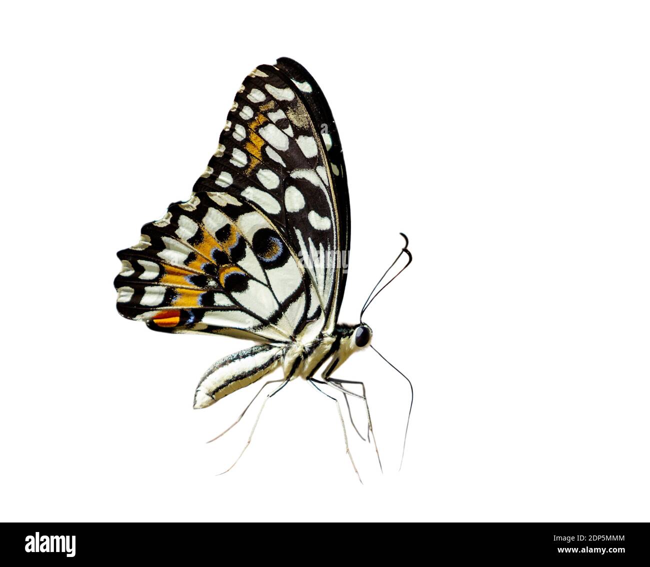 Bild von Kalk Schmetterling (Papilio demoleus) isoliert auf weißem Hintergrund. Insekt. Stockfoto