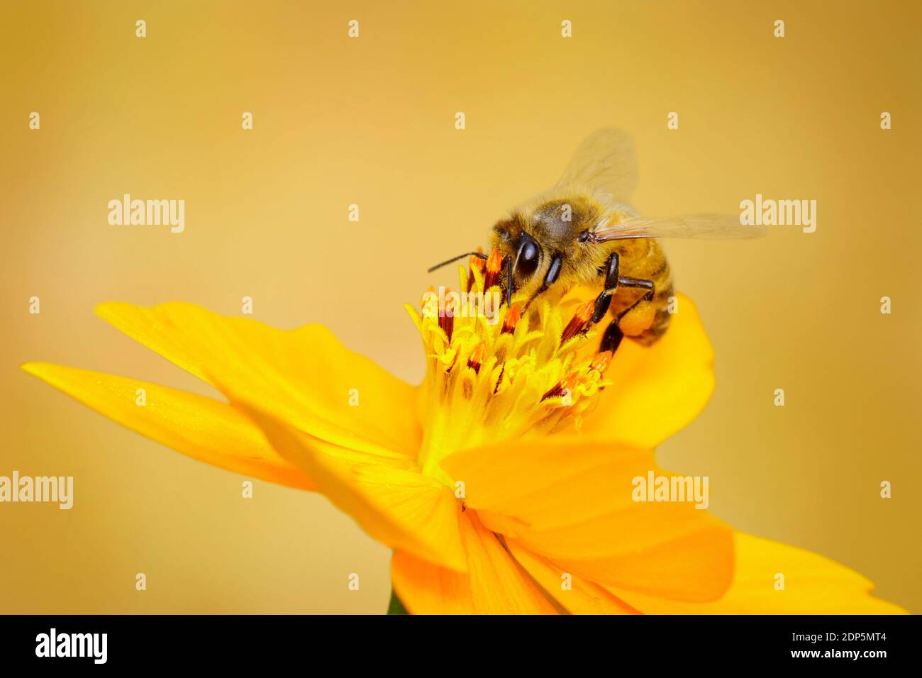 Bild von Biene oder Honigbiene auf gelbe Blume sammelt Nektar. Goldene Honigbiene auf Blütenpollen. Insekt. Tier. Stockfoto