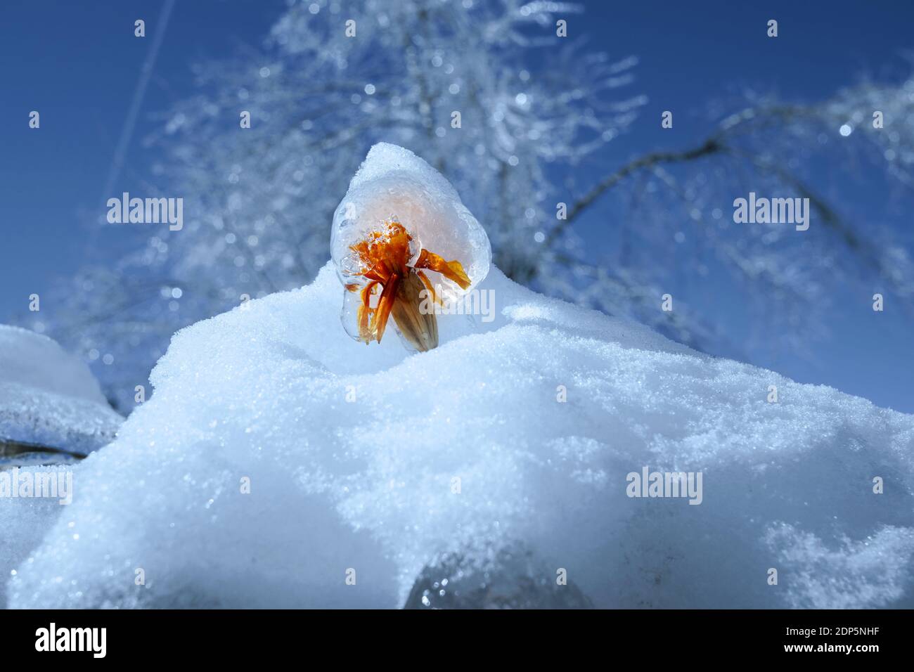 Eine Eisblase mit einer orangefarbenen Blume im Inneren ragt aus einer Schneeverwehung heraus. Kalter blauer Tag und helle lebende Blume in der Eisscholle. Stockfoto