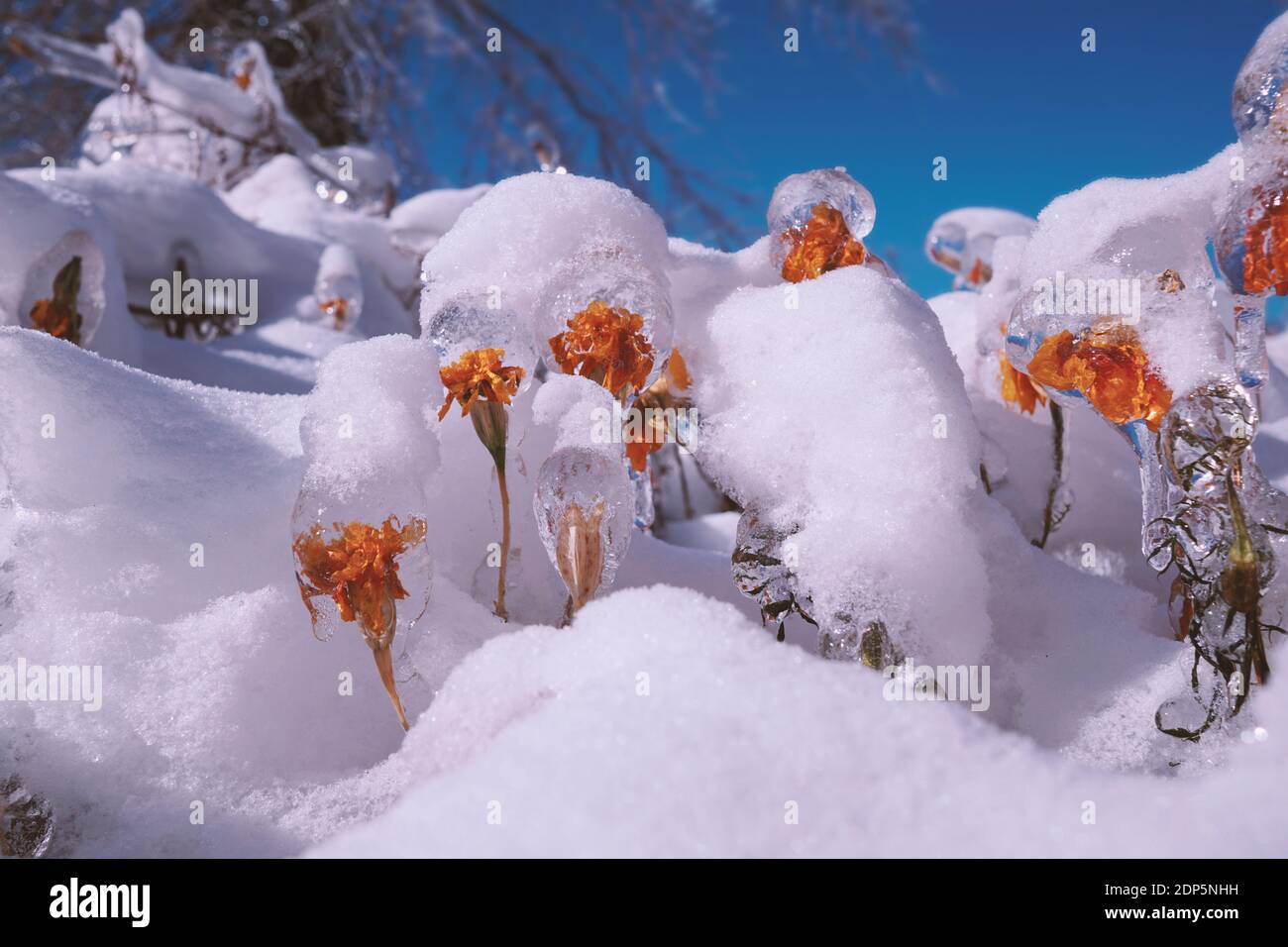Kaltes Wasser bedeckte die Pflanzen und erstarrte. Eisstatuen von gefrorenen Blumen unter Schneeverwehungen. Russischer Winter Stockfoto
