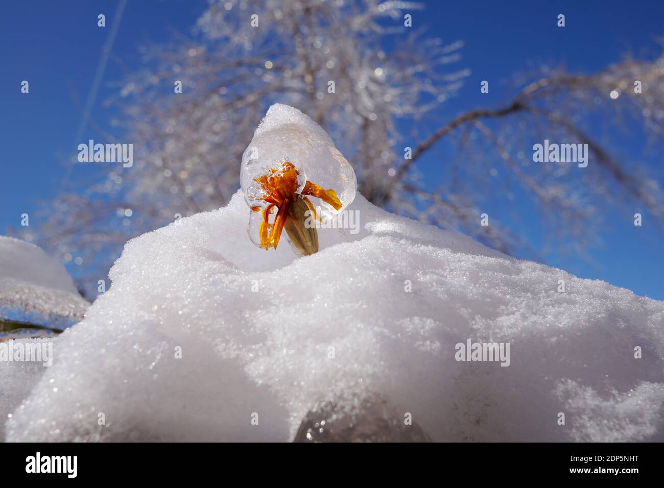 Eine Eisblase mit einer orangefarbenen Blume im Inneren ragt aus einer Schneeverwehung heraus. Kalter, heller Tag und Orangenblüte in der Eisscholle. Stockfoto