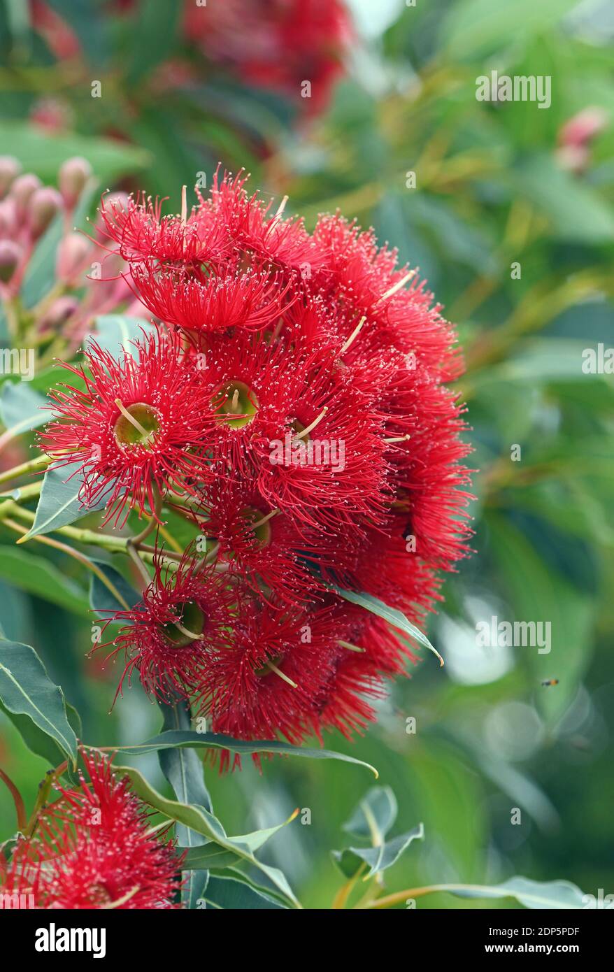 Rote Blten und rosa Knospen der australischen einheimischen blhenden  Gummibaum Corymbia ficifolia Wildfire Sorte, Familie Myrtaceae  Stockfotografie - Alamy