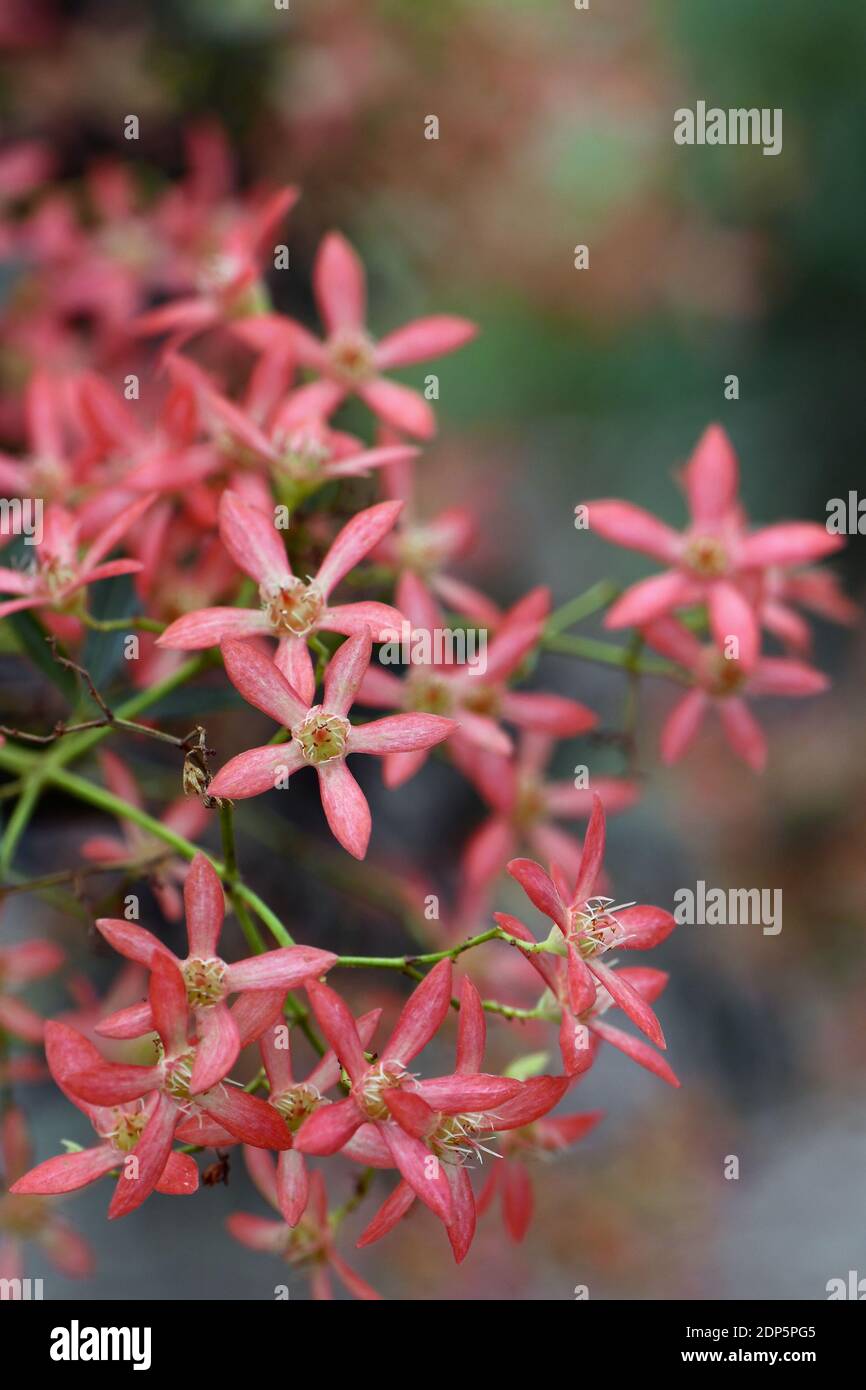 Rote Kelchblätter des New South Wales Christmas Bush, Ceratopetalum gummiferum, Familie Cunoniaceae. Kommt im offenen Wald und Regenwald vor Stockfoto