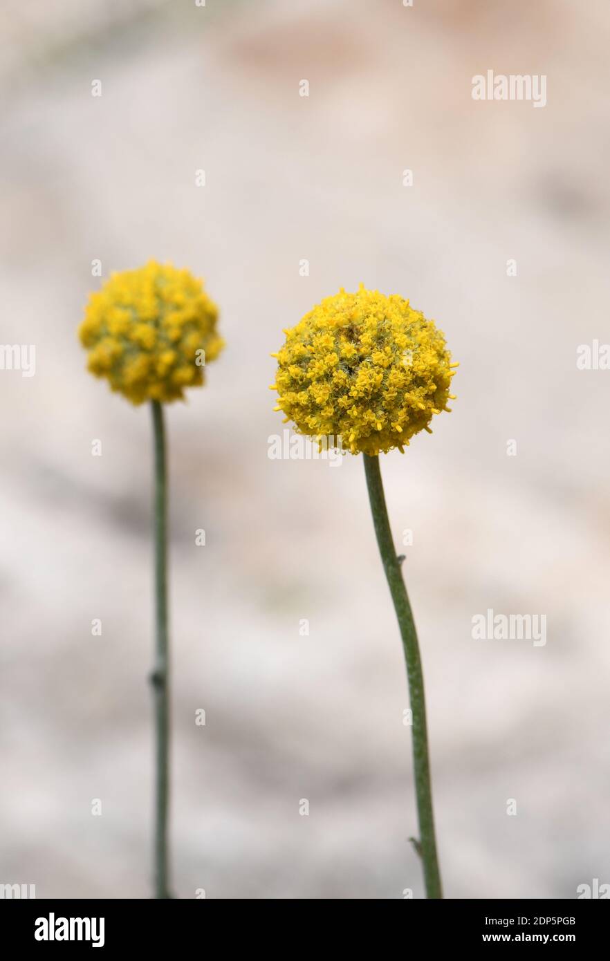 Australische einheimische gelbe Billy Button Blumen, Craspedia glauca, Familie Asteraceae Gänseblümchen. Auch bekannt als Wollköpfe oder Drumstick Blumen. Mehrjährig Stockfoto