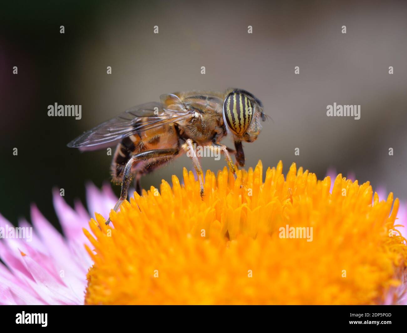 Band Augen Drohne fliegen auf einer Blume.. Stockfoto