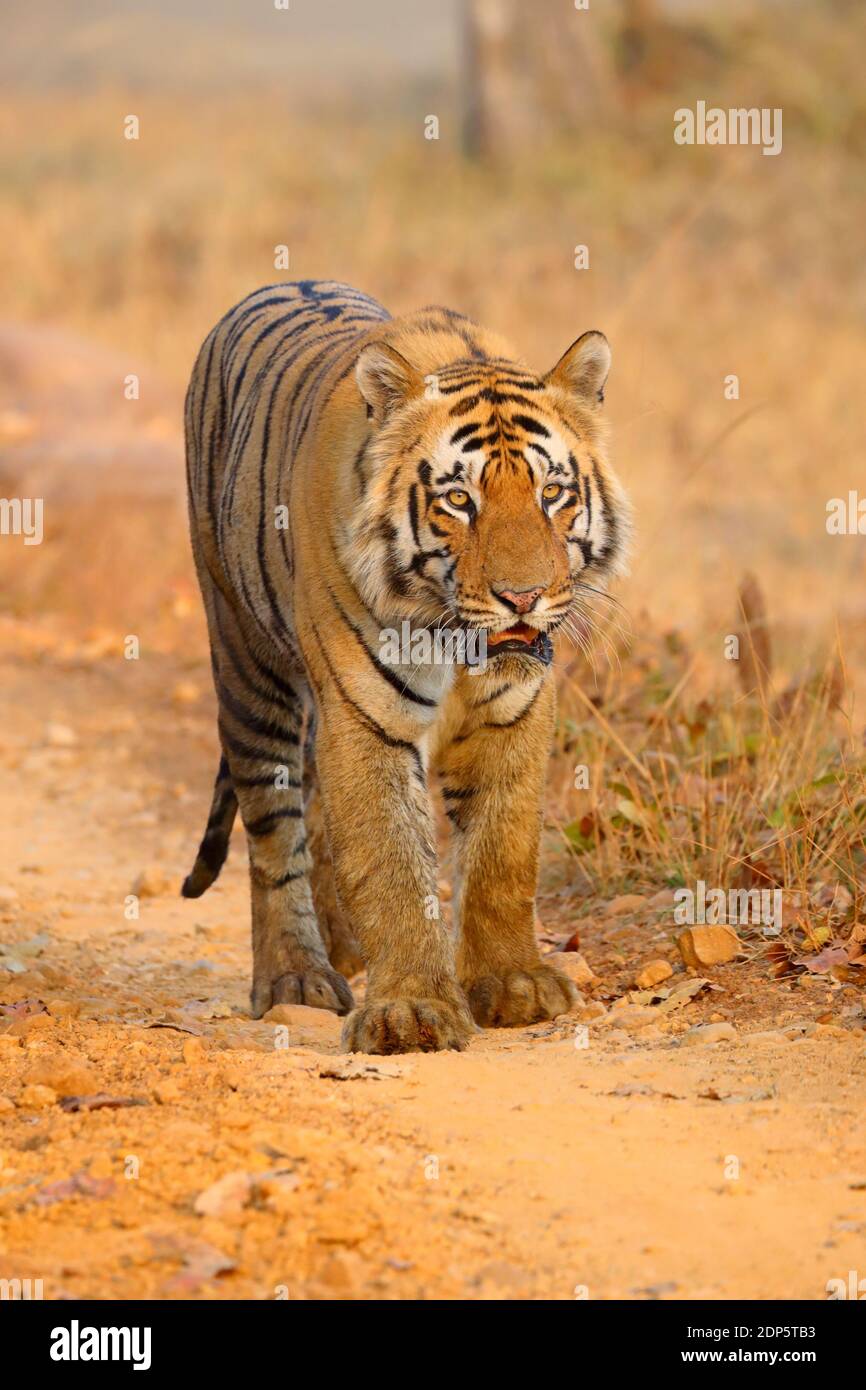 Erwachsene männliche Bengal Tiger (Panthera tigris tigris) in Tadoba-Andhari Tiger Reserve, Maharashtra, Indien. Diese dominante Männchen ist T-54 oder Chota Matka Stockfoto
