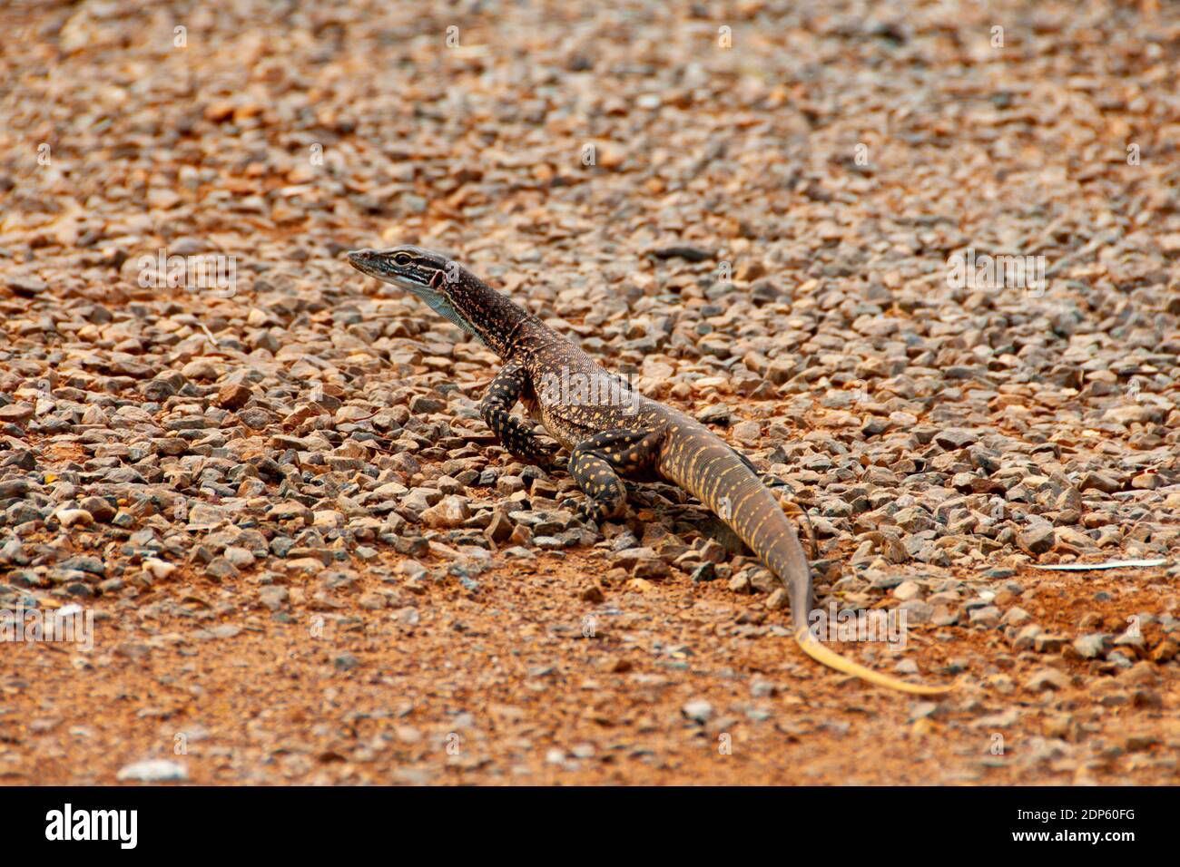 Sand Goanna (Bungarra) - Western Australia Stockfoto