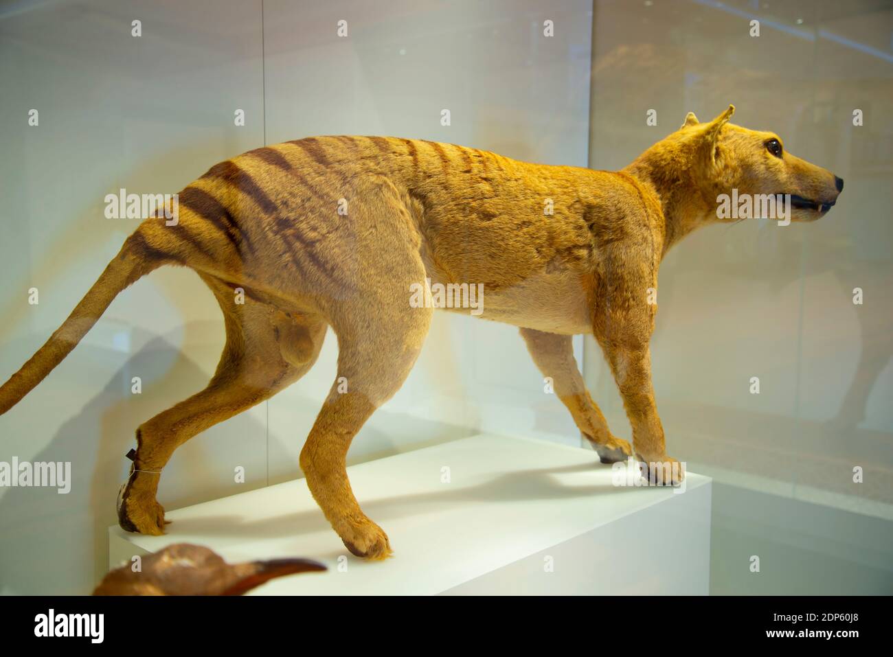 Thylacine (Tasmanischer Tiger) - Australien Stockfoto