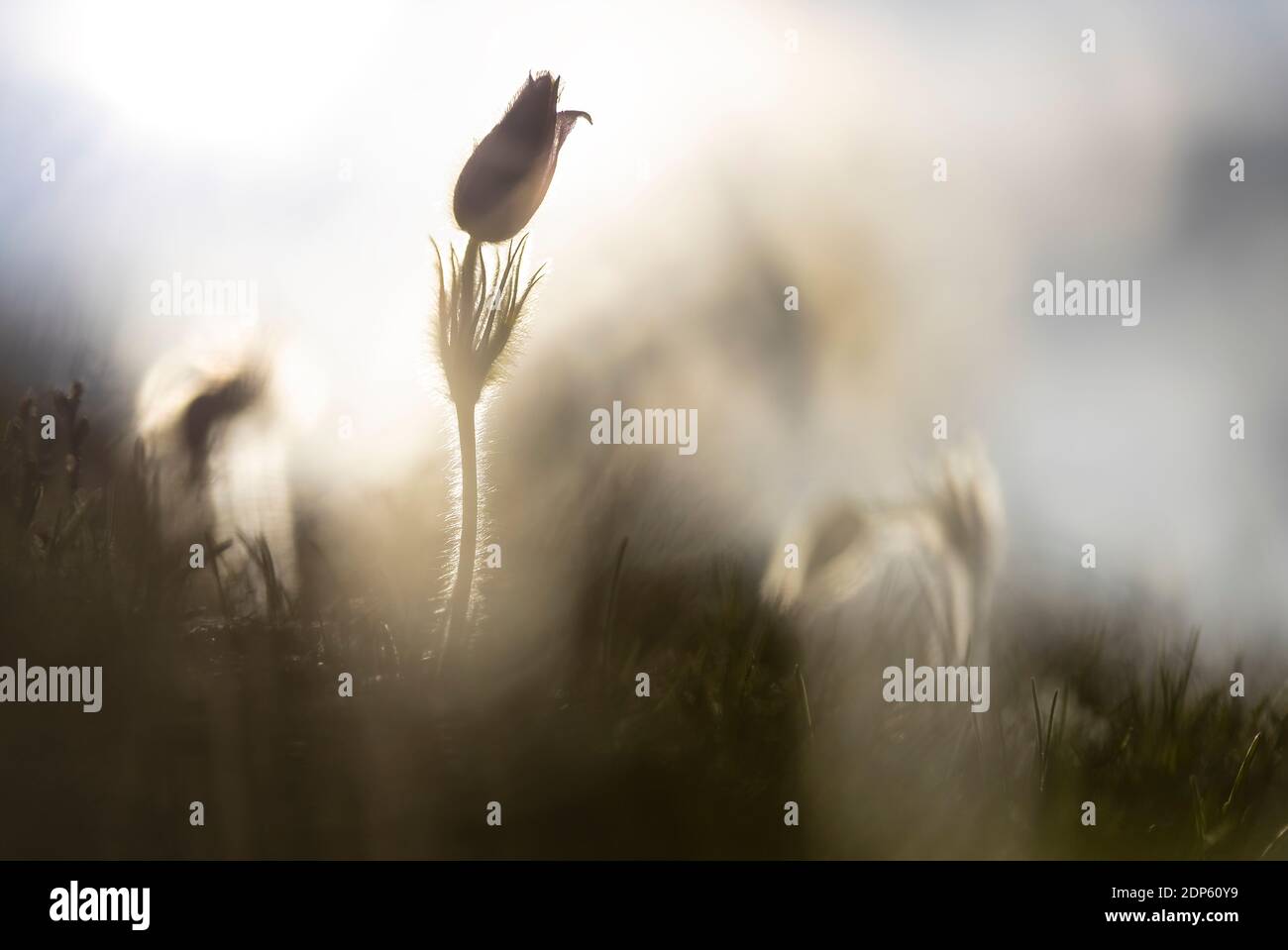 Eine Blume im Sonnenlicht im Sommer, Livigno, Sondrio, Lombardei, Italien, Südeuropa Stockfoto