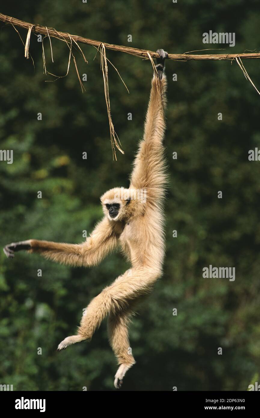 White-Handed Gibbon, Hylobates Lar, bewegen, von Liana hängen Stockfoto