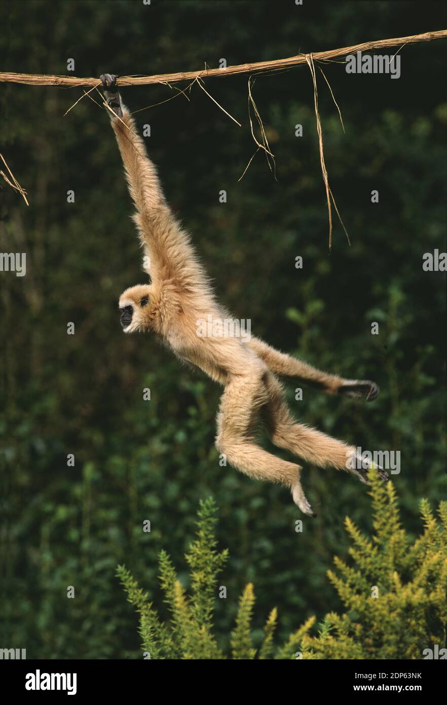 White-Handed Gibbon, Hylobates Lar, bewegen, von Liana hängen Stockfoto