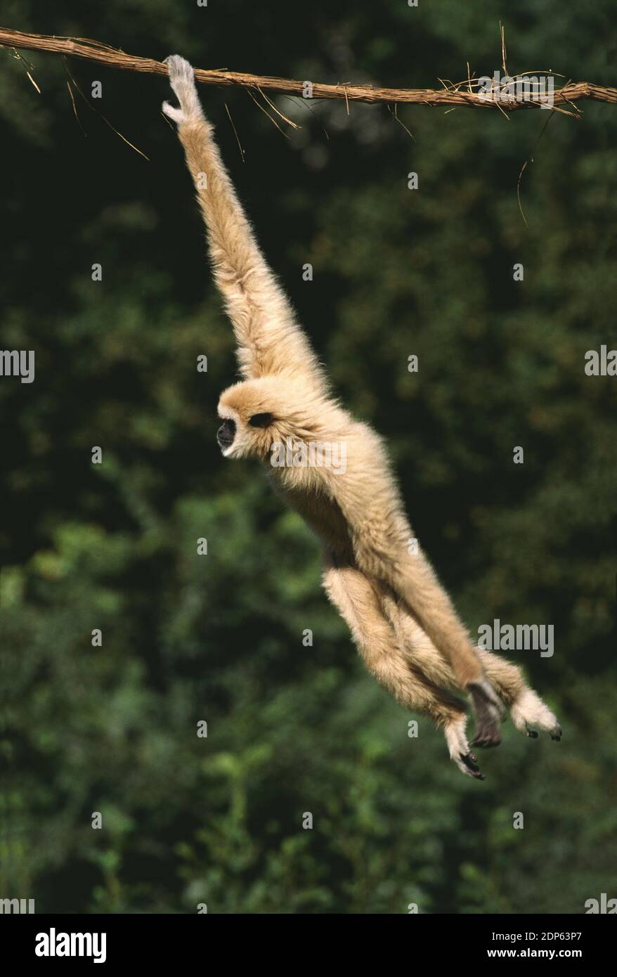 White-Handed Gibbon, Hylobates Lar, bewegen, von Liana hängen Stockfoto