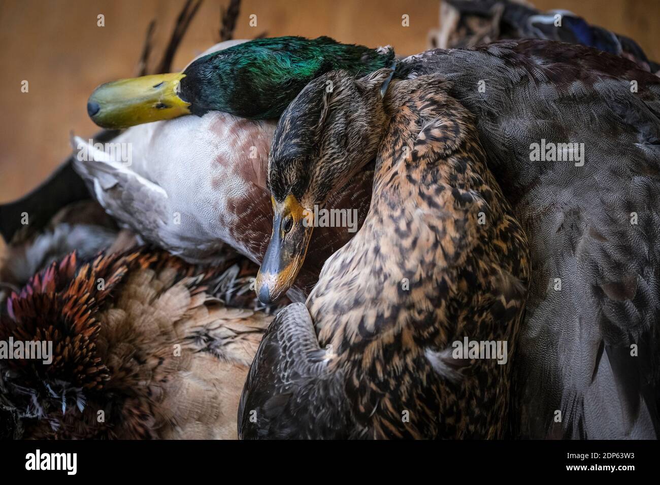 Die Kadaver eines Korsetts von toten Mallard Ducks - während eines Spiels erschossen. Stockfoto