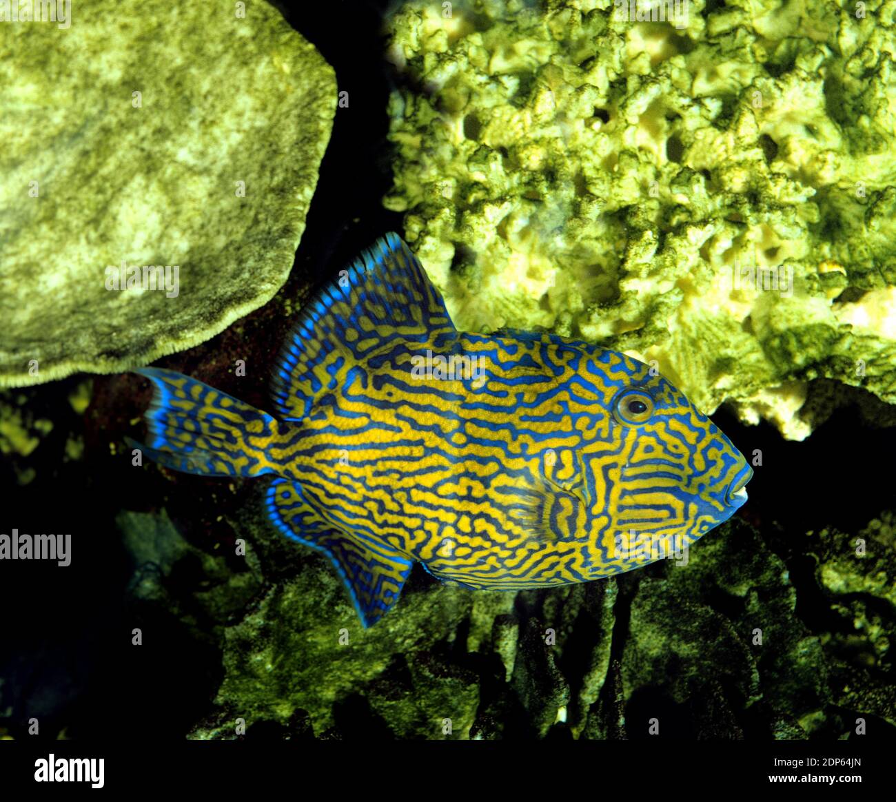 Blaue oder Blue-Lined Tiggerfish, Pseudobalistes Fuscus Stockfoto
