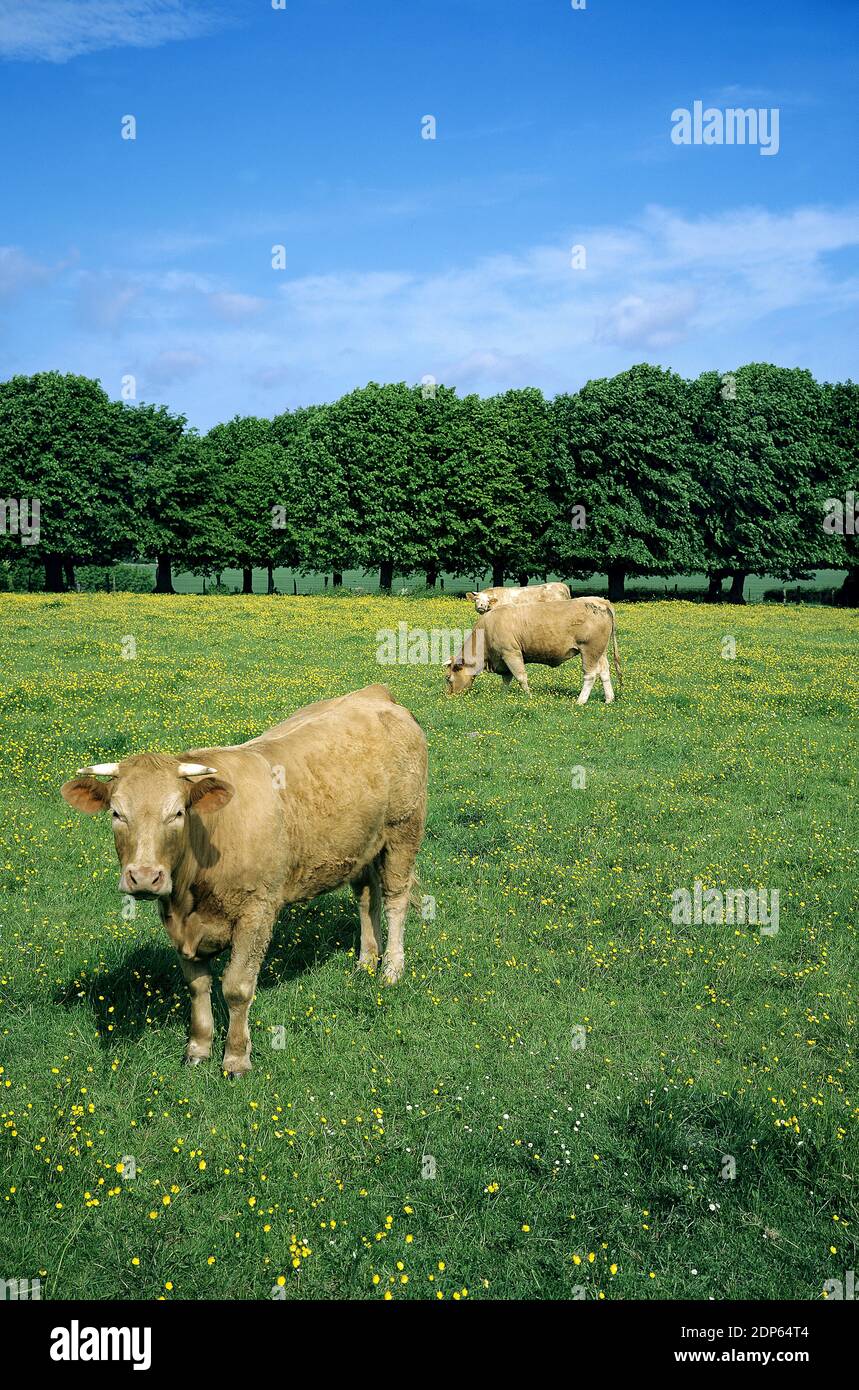 Hausrinder, Kühe in Blooming Meadow Stockfoto