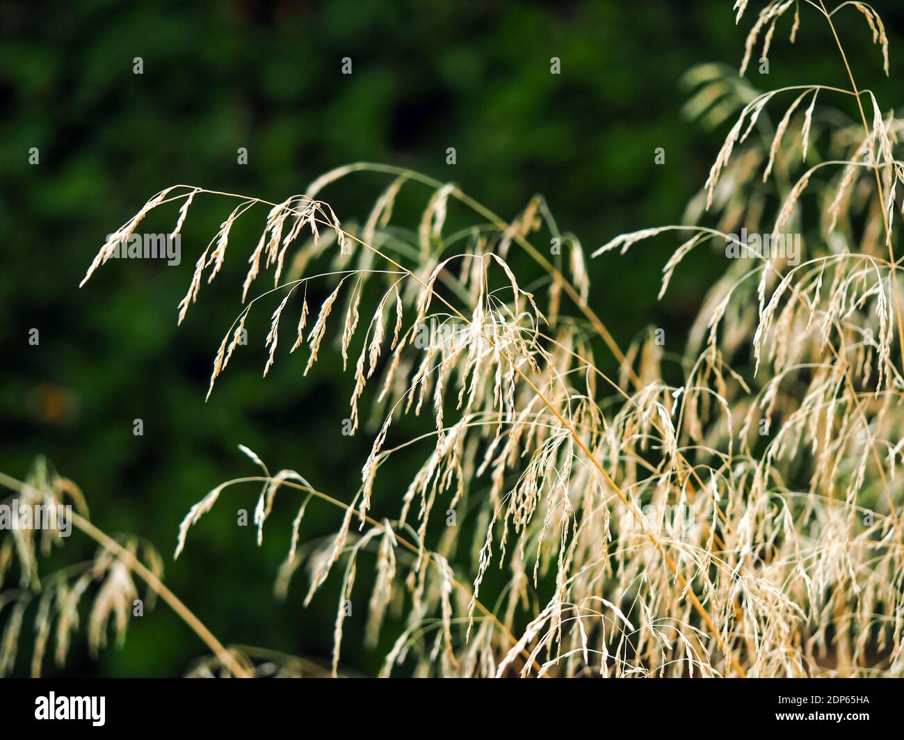 Schöne Ziergras Stängel und Saatköpfe fangen Sonnenlicht in Ein Garten Stockfoto