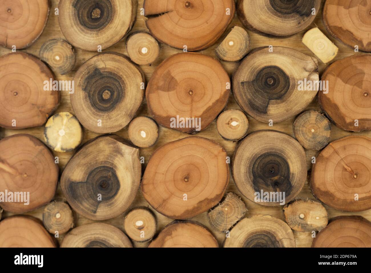 Holzplatte aus Schnitten aus einem Baumstamm. Draufsicht Stockfoto