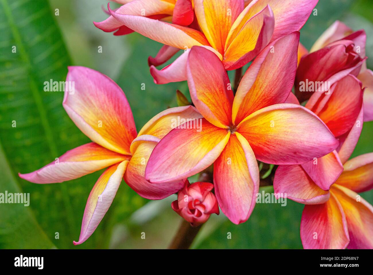 Nahaufnahme von roten und gelben Frangipani Blüten auf einem Baum Stockfoto