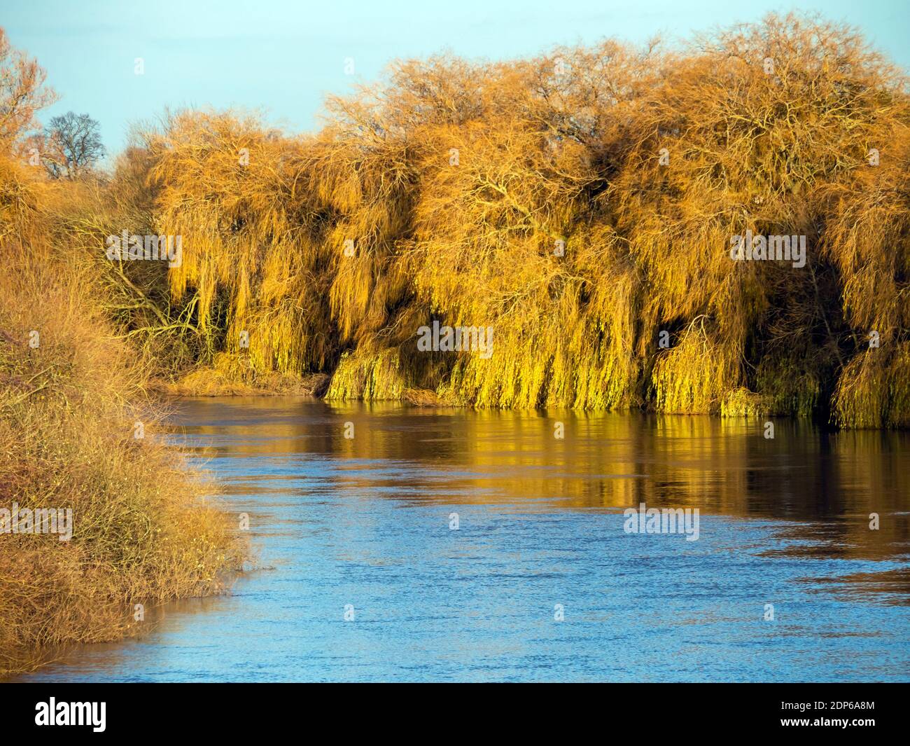 Goldenes Nachmittagslicht auf weinenden Weidenbäumen am Fluss Ouse in der Nähe von York, England, im Winter Stockfoto