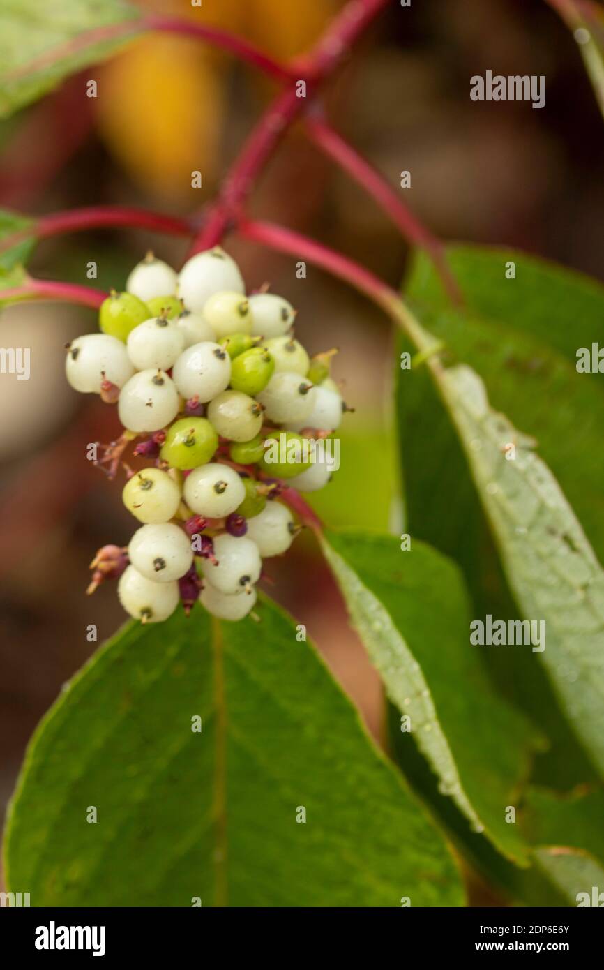 Cornus Sericea baileyi Beeren und breite Blätter, natürliches Pflanzenportrait Stockfoto