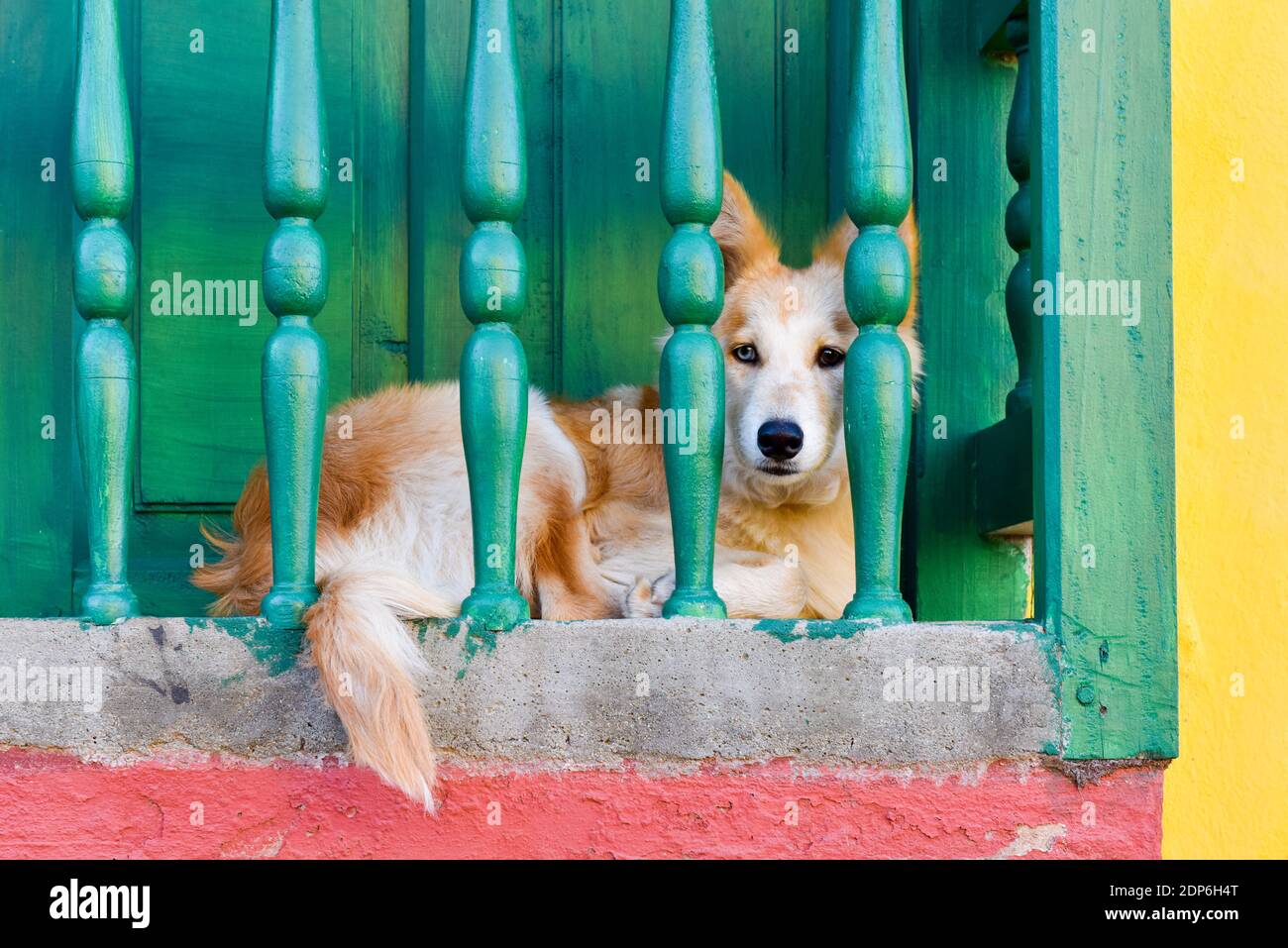 Hund ruht auf einem Balkon aus der Kolonialzeit, Trinidad Kuba Stockfoto