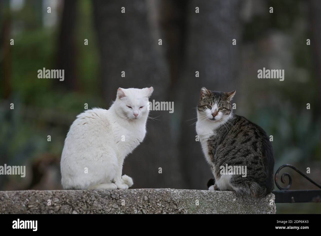 Eine weiße und eine gestreifte Hauskatze, die auf einer Wand in Bol, Brac Island, Dalmatien, Kroatien, Europa sitzt. Stockfoto