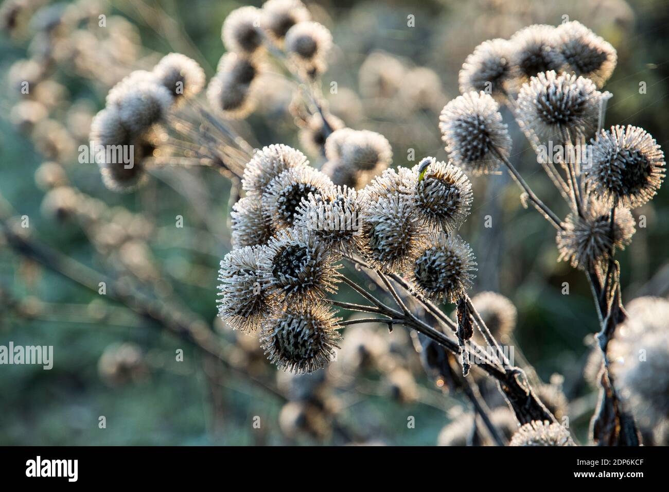 Samenschoten von Arctium lappa mit Reim Stockfoto