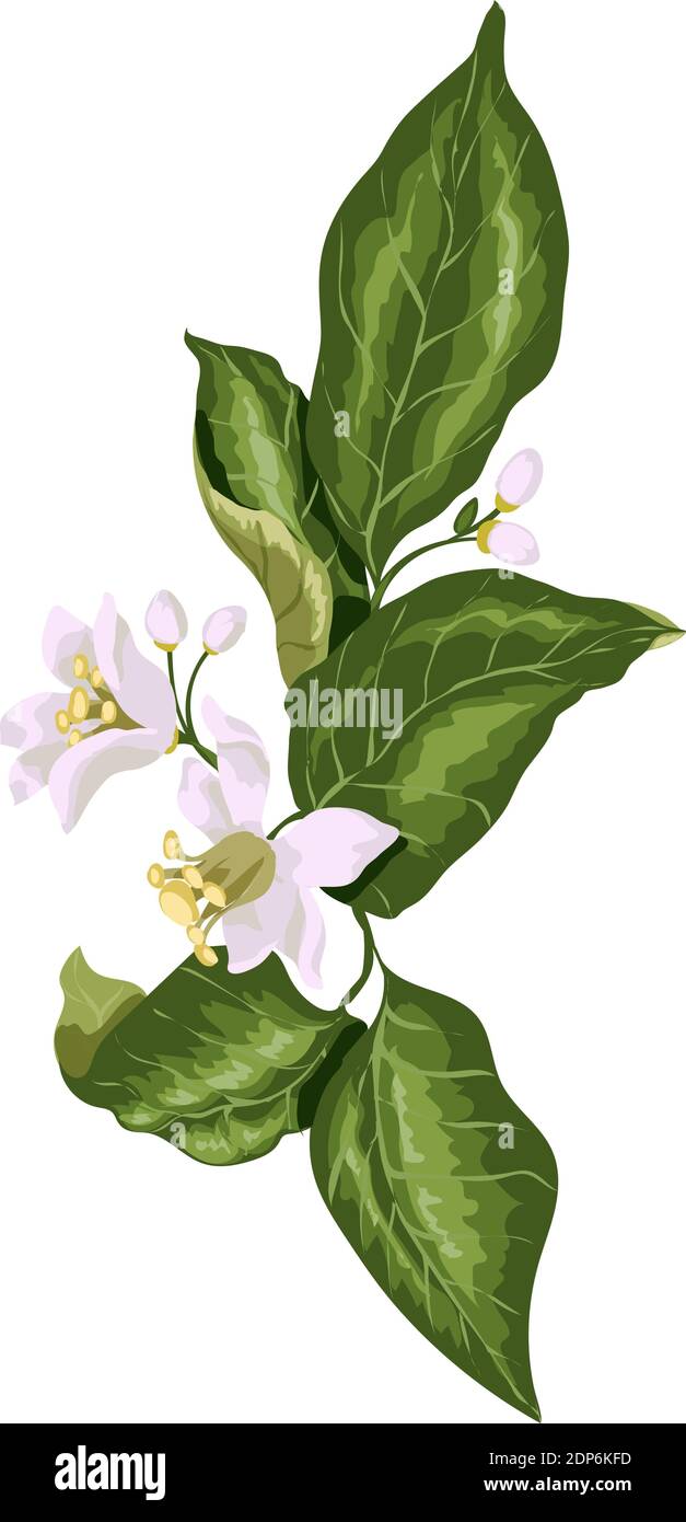 Zitruszweig mit blühenden Blumen im Vektor-Grafik-Design. Blumen haben rosa Töne für die Schaffung von warmen Frühlingsstimmung Stock Vektor