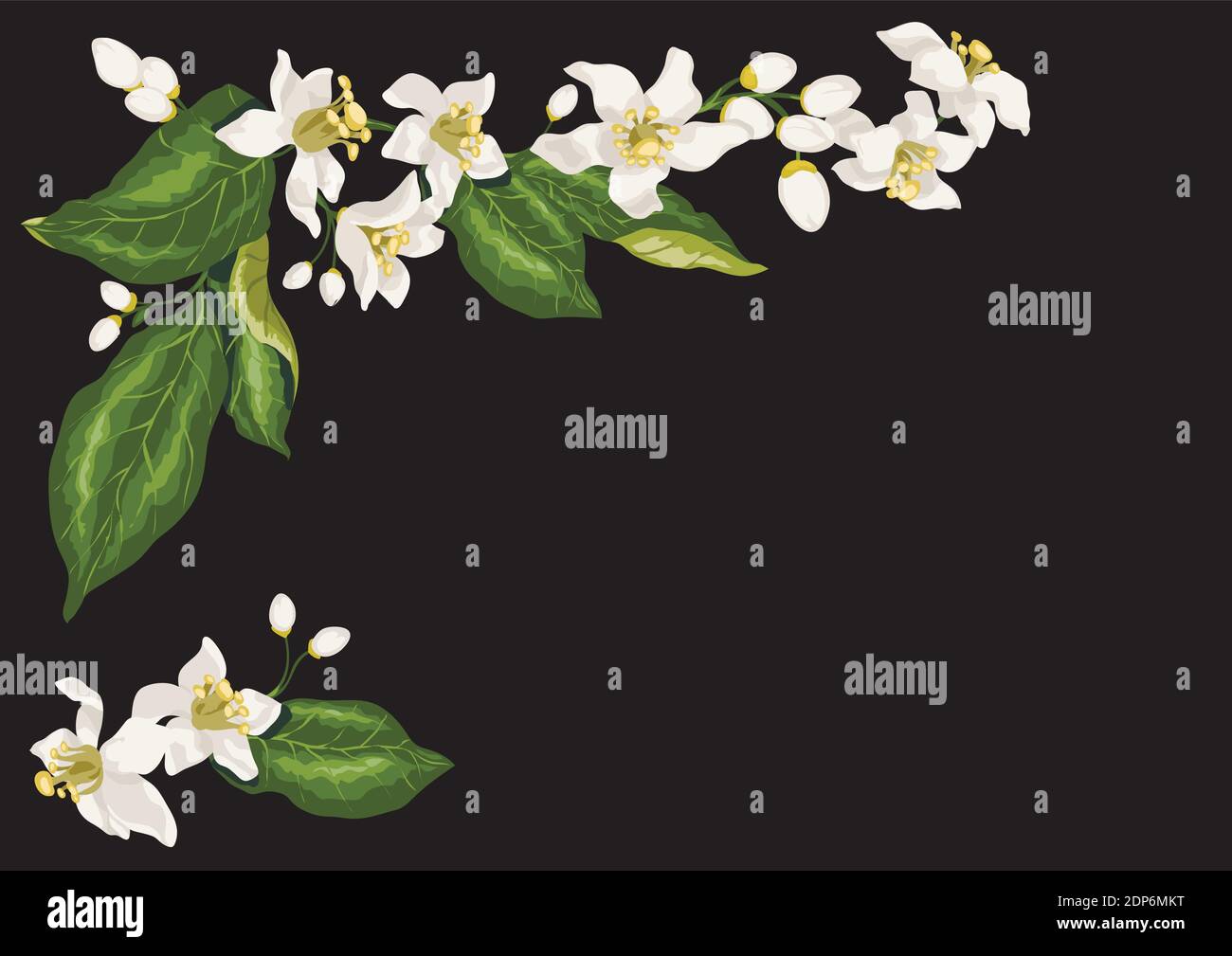 Rahmen für Postkarte mit Zweigen von Zitrusfrüchten Zitrone blühenden Obstbaum mit Blumen. Weiße frische niedliche Blumen von Zitronenbaum Stock Vektor