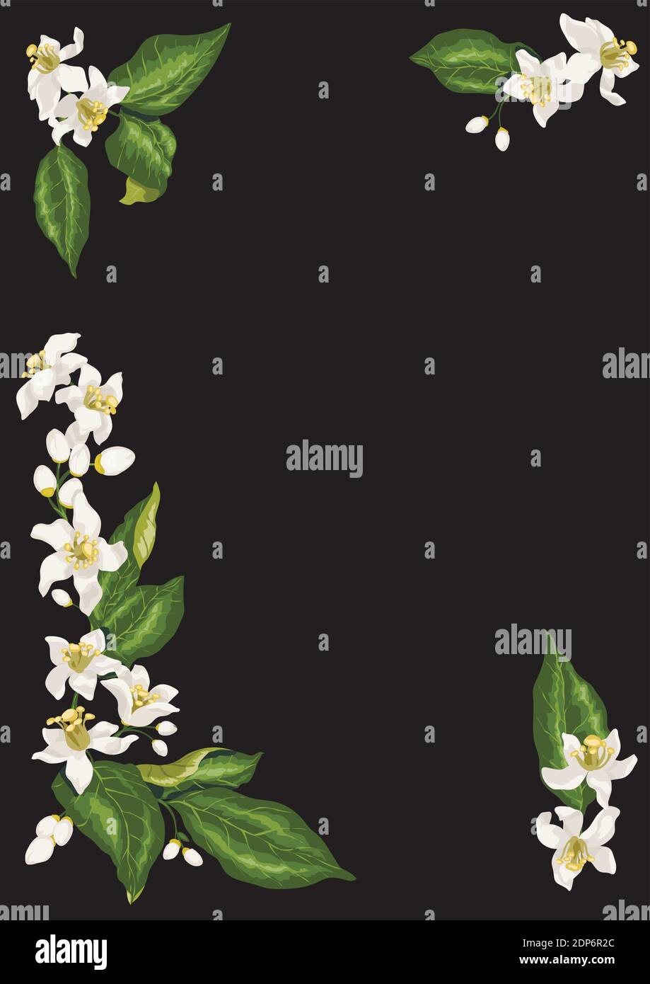 Rahmen für Postkarte mit vier Zweigen von Zitrusfrüchten Zitrone blühenden Obstbaum mit Blumen, Vektor Grafik Zitronenbaum Blumen Stock Vektor