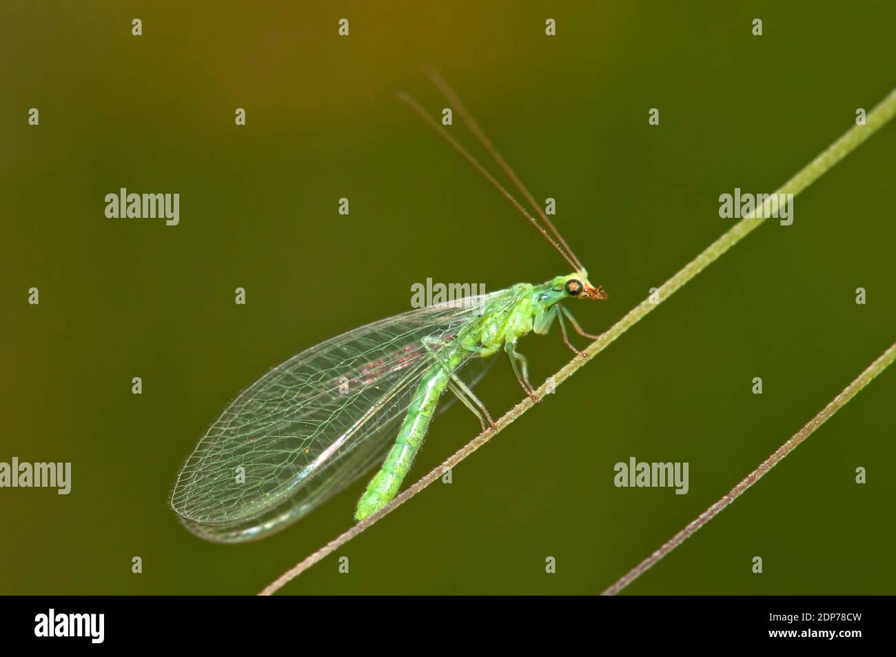 Grüne Schnüren, Chrysopidae Stockfoto