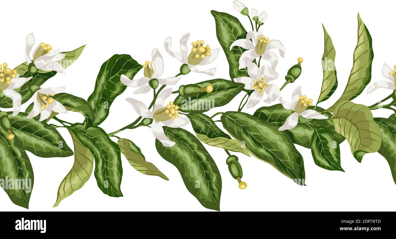 Horizontale nahtlose Musterlinie von Zitrusfrüchten Baum mit bloomig Blumen und winzigen Früchten in Vektor-Grafik in elegantem Stil für jeden Druck gemacht, wed Stock Vektor