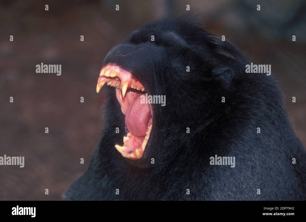 Schwarze Makaken zeigen Zähne in einer Bedrohung Stockfoto