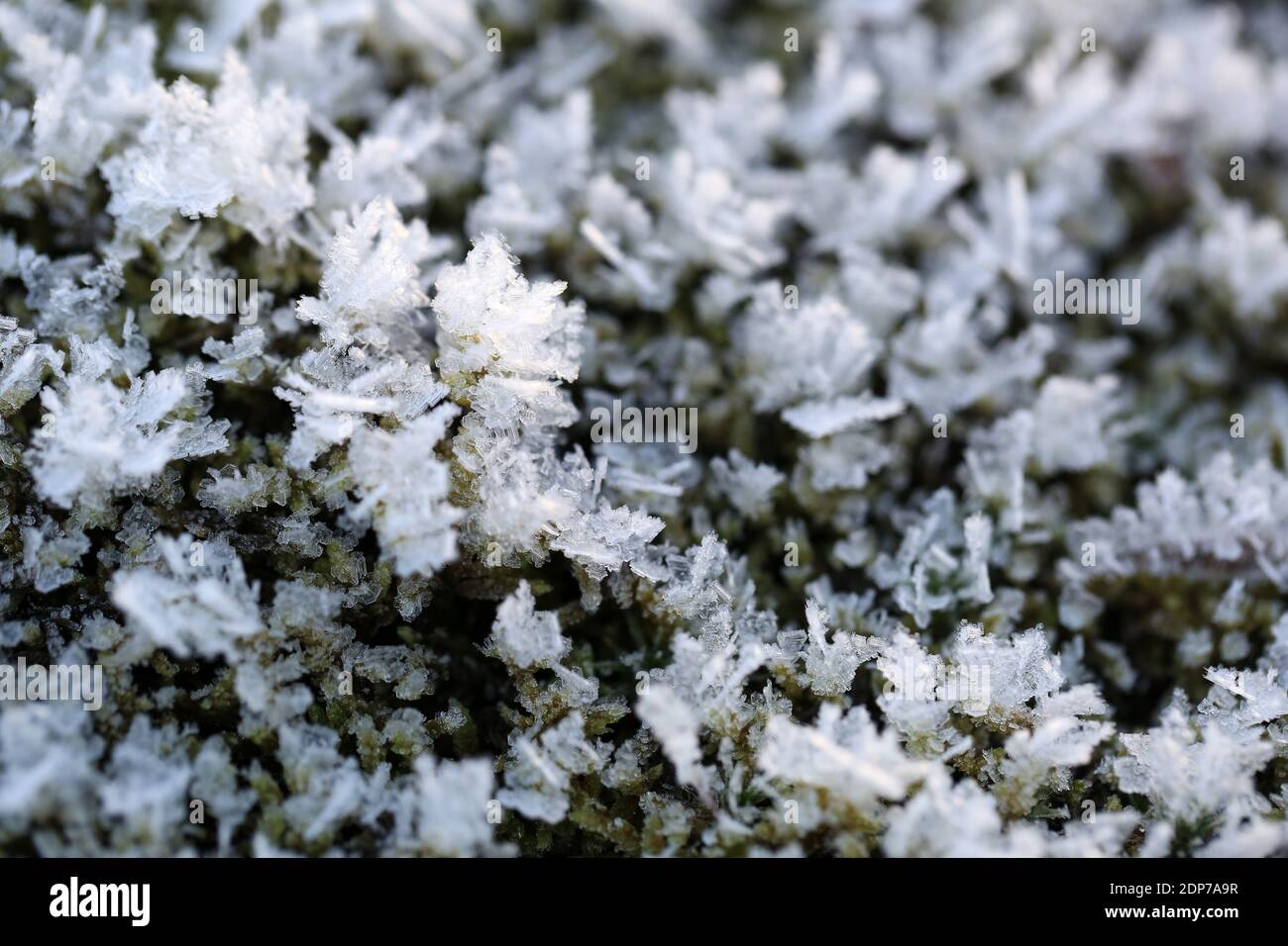 Strahlungsfrost oder Raureif auf dem Boden, der das Spagnum-Moos an einem kalten Dezembertag in Finnland mit Eiskristallen bedeckt. Stockfoto