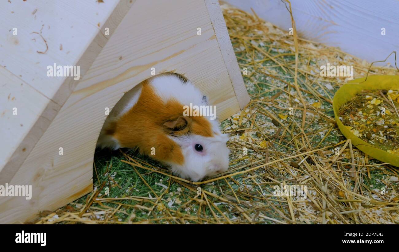 Meerschweinchen in Zoo im Weißen Haus Stockfoto