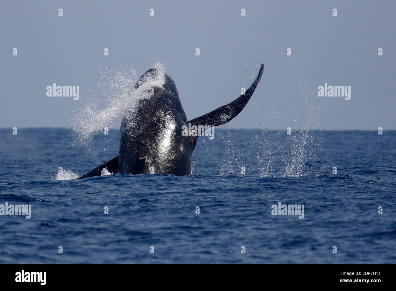 Buckelwal (Megaptera novaeangliae), im Meer bei den Ogasawara-Inseln, Japan Mai 2015 Stockfoto