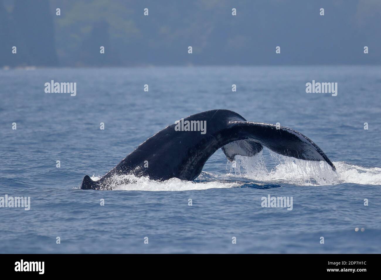 Buckelwal (Megaptera novaeangliae), Schwanzflosse auf See bei den Ogasawara-Inseln, Japan Mai 2015 Stockfoto