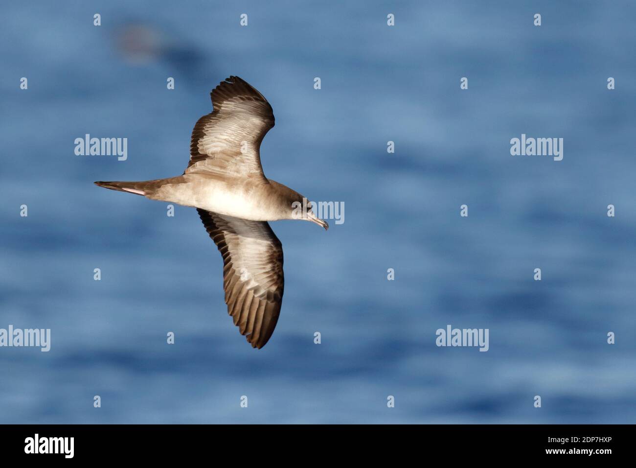 Keilschwanzschwanzschwanzgewässer (Ardenna pacifica), Unteransicht eines niedrig fliegenden Erwachsenen in der Nähe der Ogasawara-Inseln, Präfektur Tokio, Japan, Mai 2015 Stockfoto