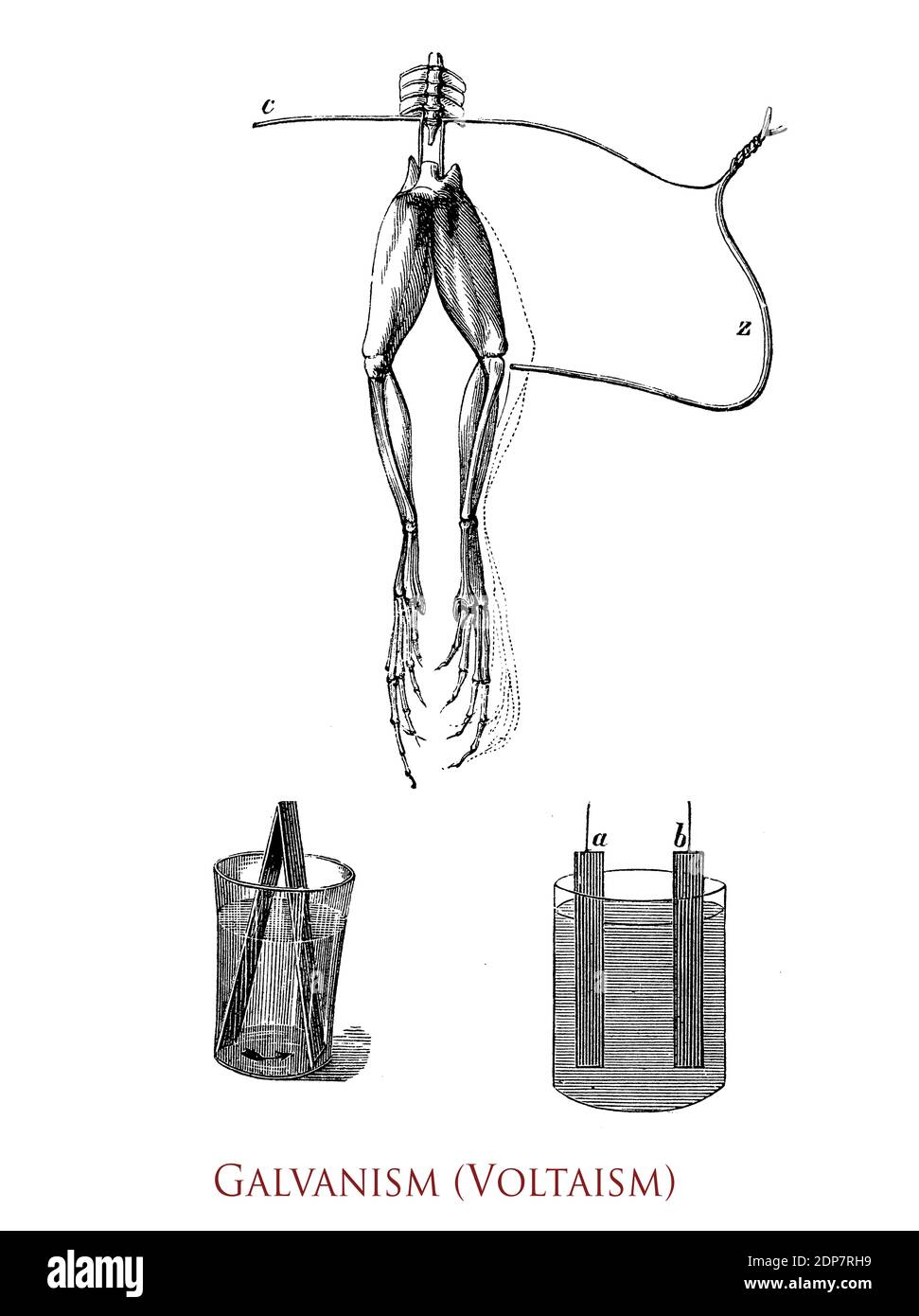 Galvanismus oder Voltaismus, von den italienischen Physikern Galvani und Volta, bezieht sich auf die Erzeugung von elektrischem Strom in biologischen Organismen durch Muskelkontraktion bei Kontakt mit elektrischem Strom Stockfoto