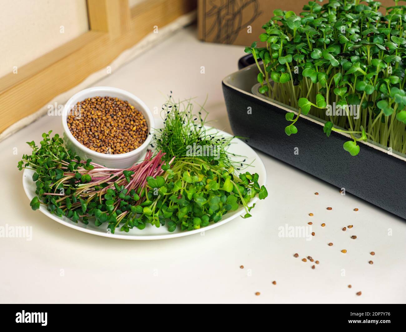 Microgreens, die zu Hause für den menschlichen Verzehr angebaut werden. Die Platte enthält Microgreens und Samen für die Keimung. Gesunde Ernährung Stockfoto