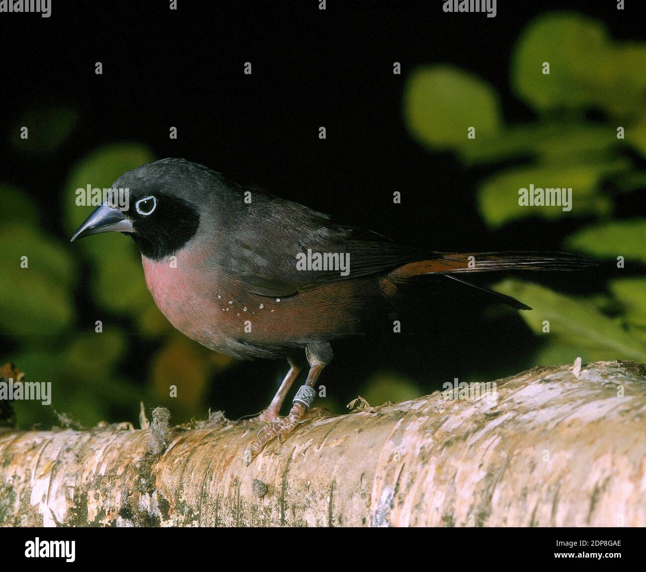 Vinaceous Feuer Finch oder Black-Faced Feuer Finch, Lagonosticta vinacea Stockfoto