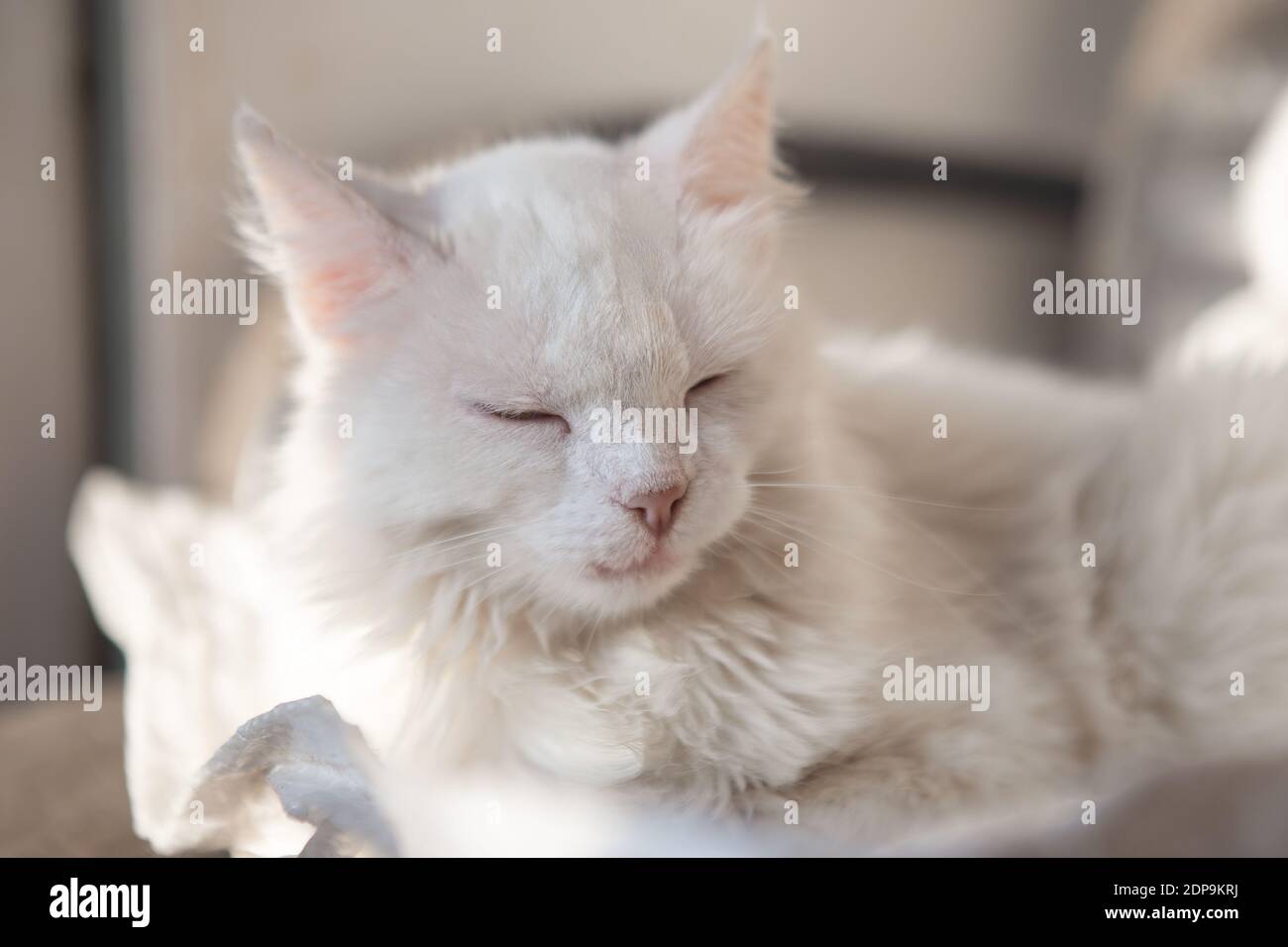 Weiße Katze schläft zu Hause - Bild mit selektivem Fokus Stockfoto